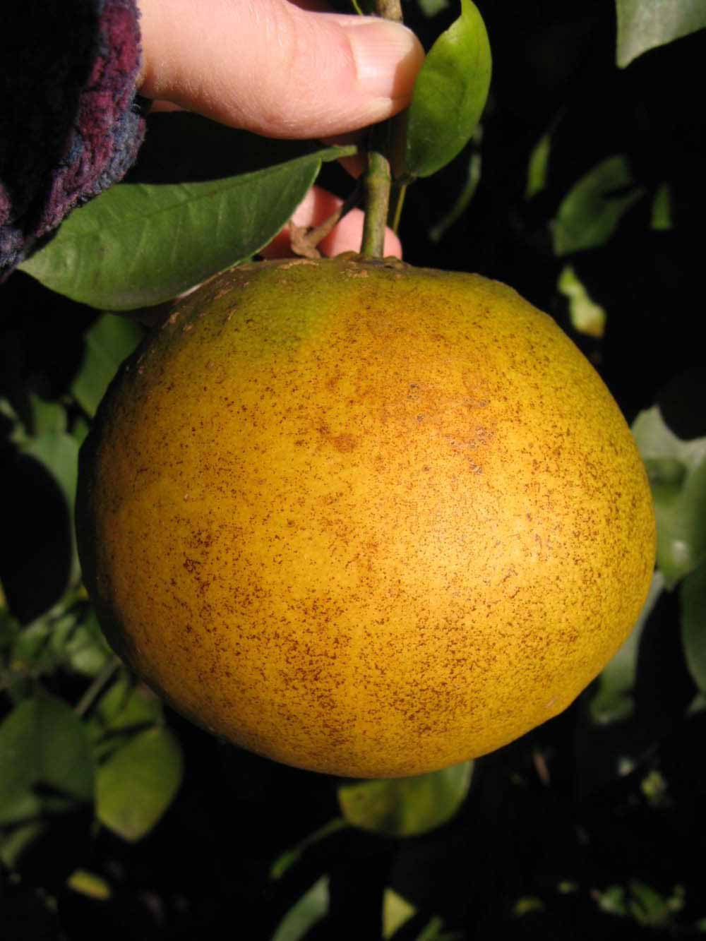            Fruit of  Citrus paradisi       (Rio Red, Winter   Haven, FL)   